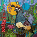 Gambel's Quail